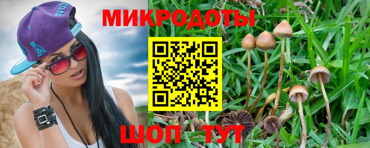 Псилоцибиновые грибы Psilocybine cubensis Ржев